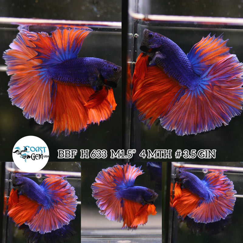 (BBF-A633) Pink Blue Fancy Halfmoon Male Betta