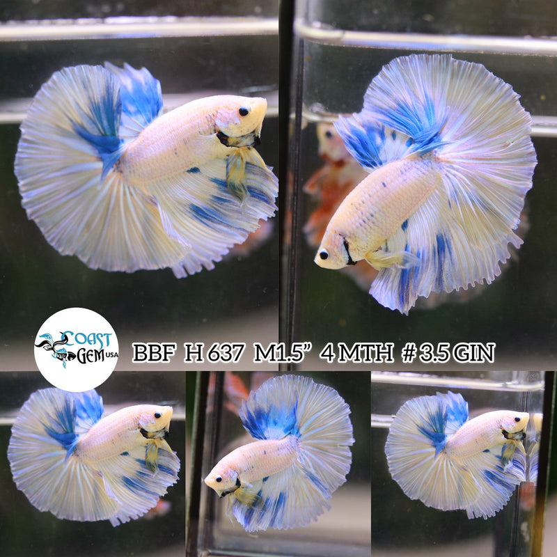 (BBF-A637) Yellow Fancy Marble Halfmoon Male Betta