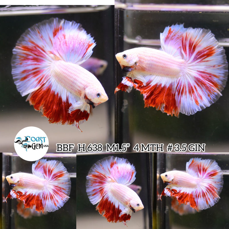 X (BBF-A638) Pink Fancy Marble Halfmoon Male Betta