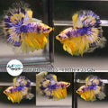 (BBF-A640) Yellow Fancy Marble Halfmoon Male Betta
