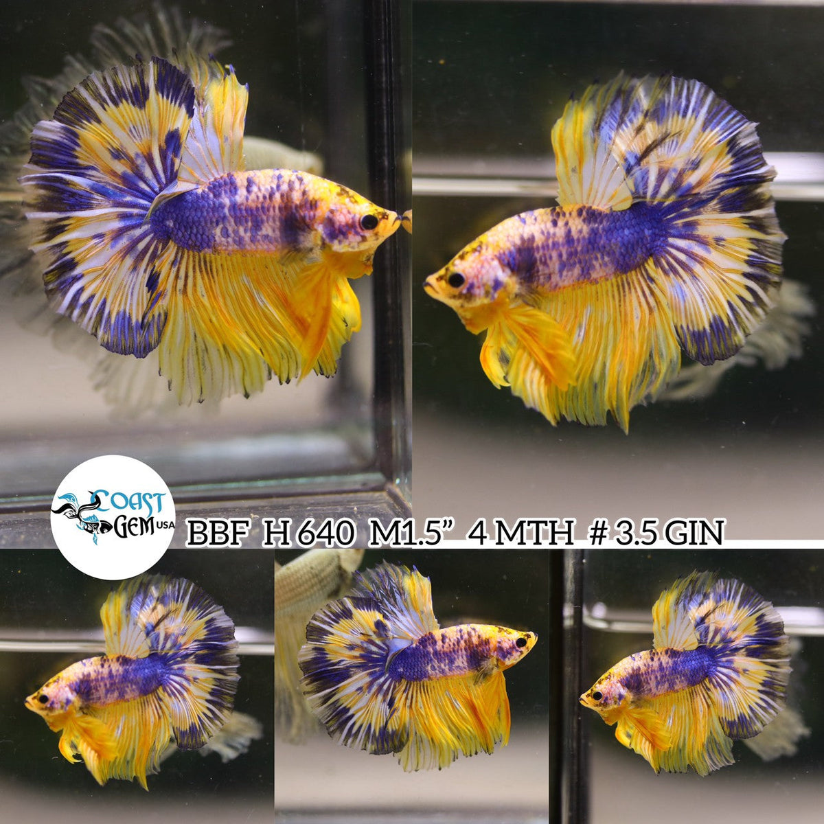 (BBF-A640) Yellow Fancy Marble Halfmoon Male Betta