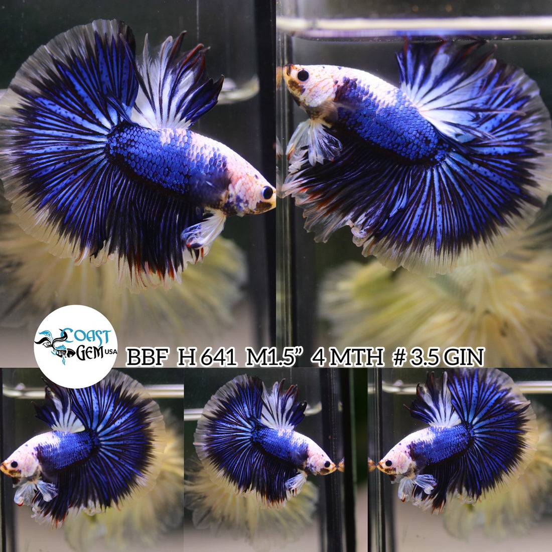 (BBF-A641) Blue Fancy Marble Halfmoon Male Betta