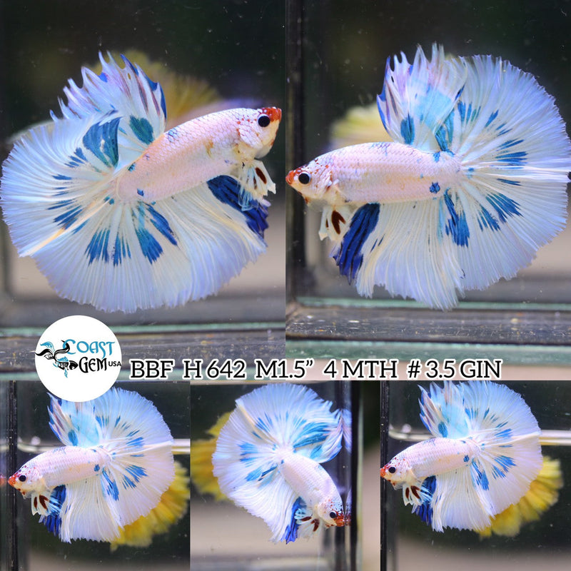 (BBF-A642) Blue Fancy Marble Halfmoon Male Betta