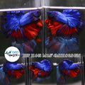 (BBF-A645)x Red Blue Fancy Halfmoon Male Betta