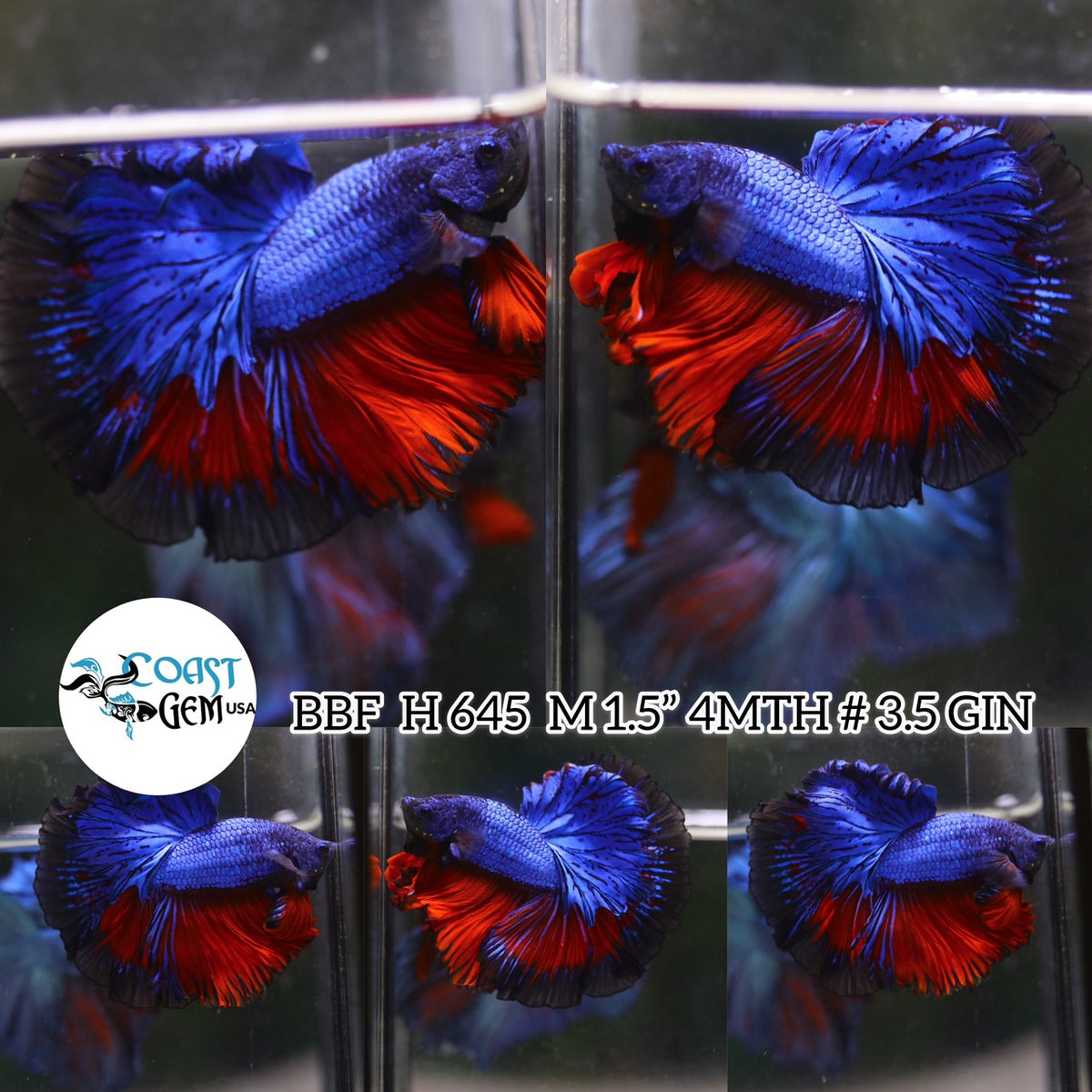 (BBF-A645)x Red Blue Fancy Halfmoon Male Betta