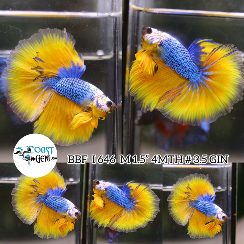 (BBF-A646) Mask Blue Mustard Fancy Halfmoon Male Betta
