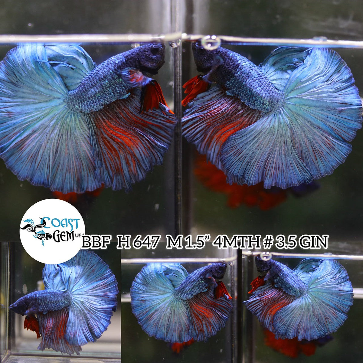 (BBF-A647) Blue Fancy Halfmoon Male Betta
