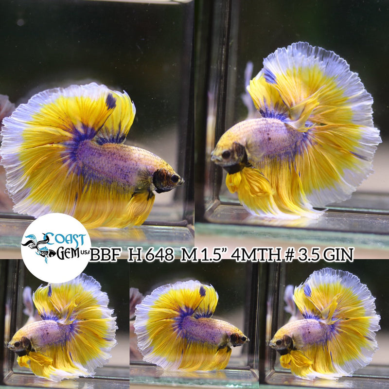 Betta Fish for Sale Plakat Bettas Fighting Fish HMPK Betta