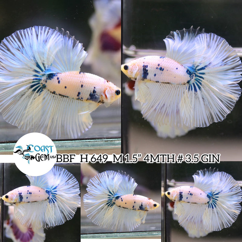 (BBF-A649) Blue Marble Fancy Halfmoon Male Betta