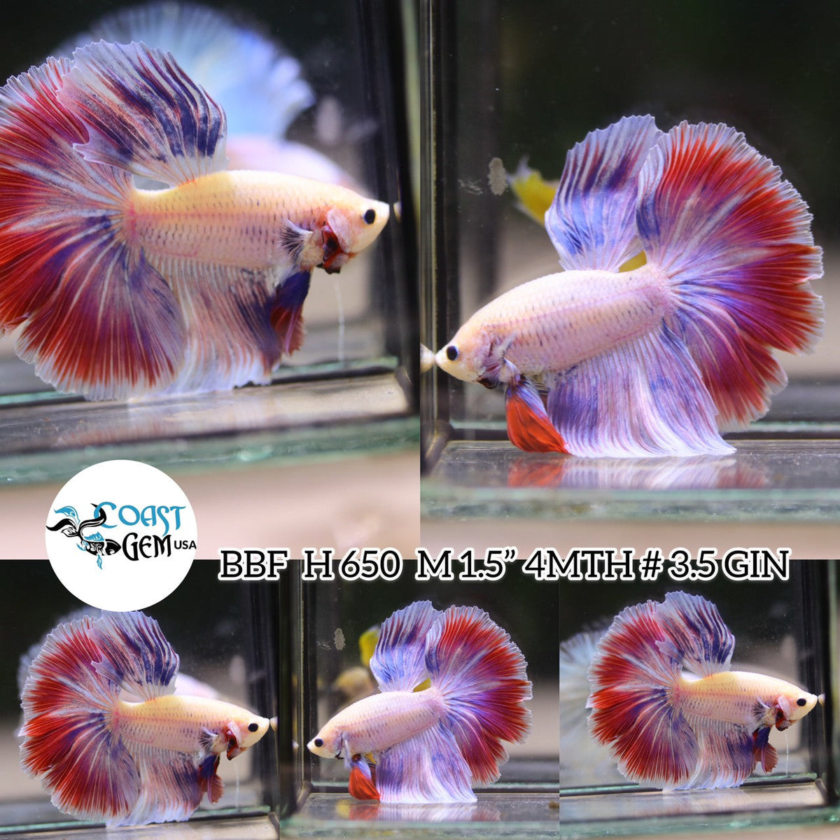 (BBF-A650)x Pink Grizzle Fancy Halfmoon Male Betta