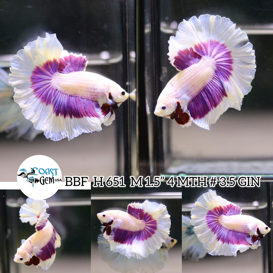 (BBF-A651) Pink Butterfly Halfmoon Male Betta