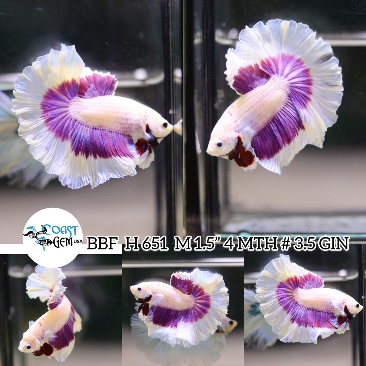 Betta Fish for Sale | Plakat Bettas | Fighting Fish | HMPK Betta ...