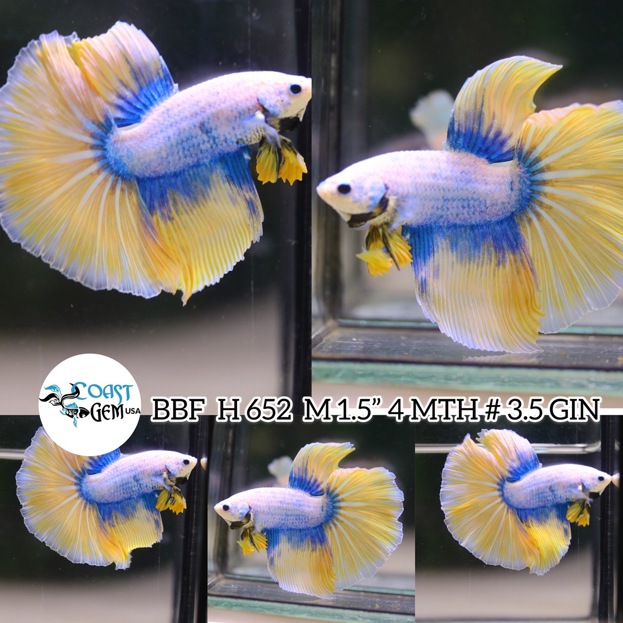 Betta Fish for Sale | Plakat Bettas | Fighting Fish | HMPK Betta ...
