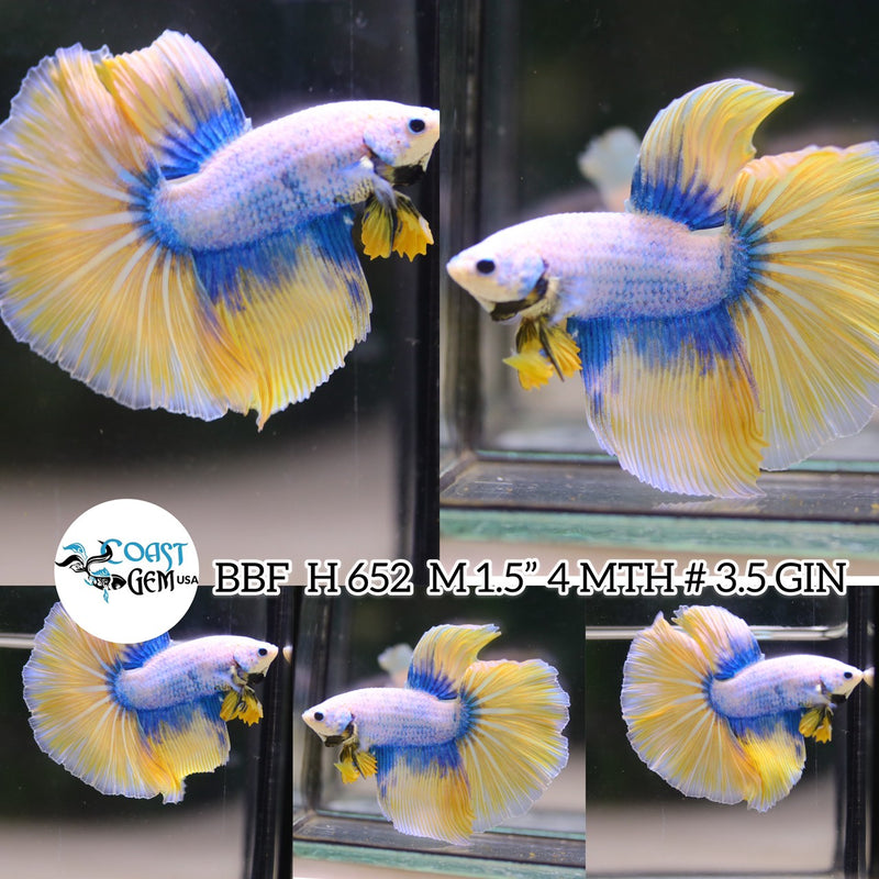 X(BBF-A652) Yellow Grizzle Fancy Halfmoon Male Betta