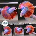 (BBF-A655) Pink Grizzle Fancy Halfmoon Male Betta