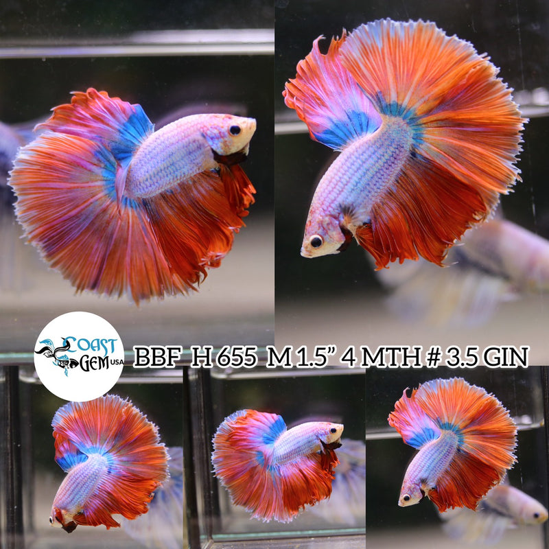 (BBF-A655) Pink Grizzle Fancy Halfmoon Male Betta