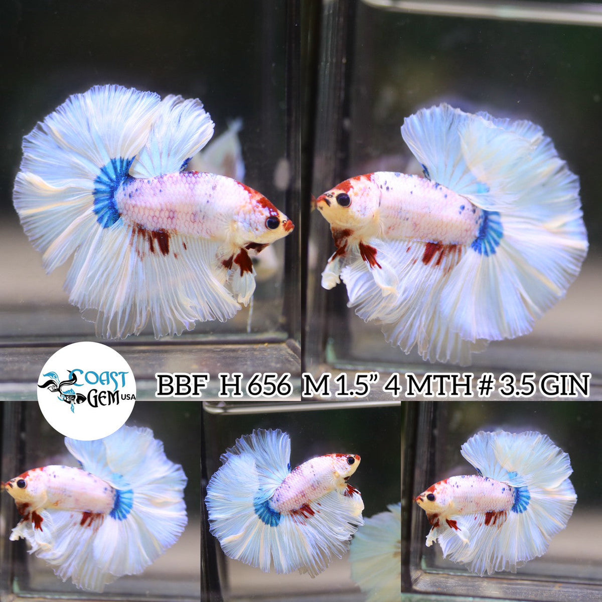 (BBF-A656) Marble Fancy Halfmoon Male Betta