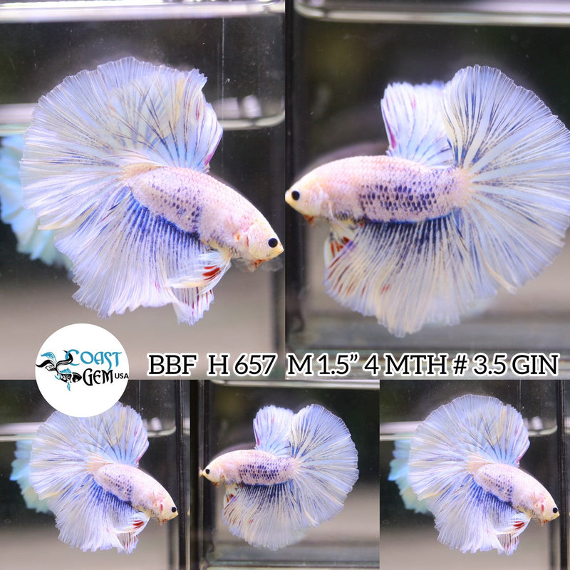 x(BBF-A657) Marble Fancy Halfmoon Male Betta