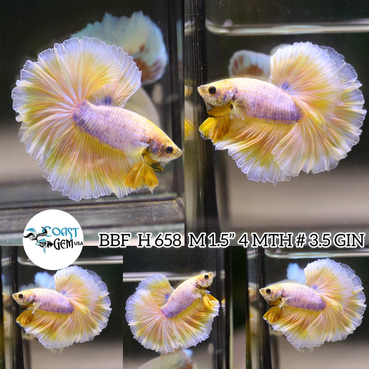 (BBF-A658) Yellow Grizzle Fancy Halfmoon Male Betta
