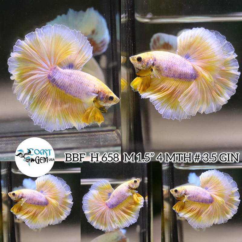 (BBF-A658) Yellow Grizzle Fancy Halfmoon Male Betta