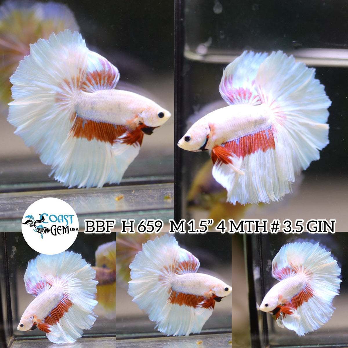 (BBF-A659) Pink Fancy Butterfly Halfmoon Male Betta