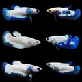 Female Live Betta Blue Rim/Marble Plakat Our Choice (CBG-017) R7A07