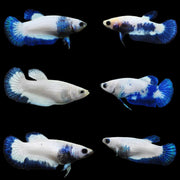 BLUE RIM/MARBLE MIX PLAKAT FEMALE BETTA
