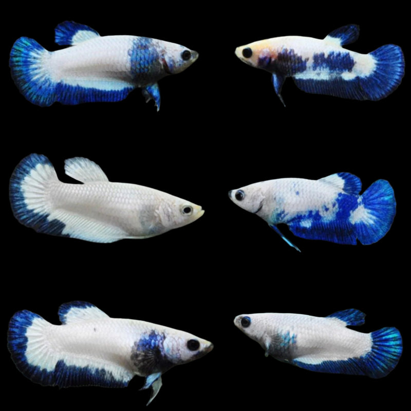 BLUE RIM/MARBLE MIX PLAKAT FEMALE BETTA