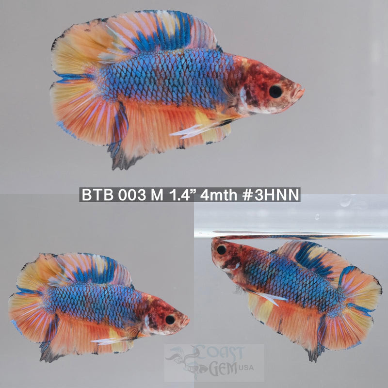 Betta Male Blue Fancy Nemo Double Tail Plakat (BTB -003) What you see is what you get!