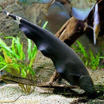 Live Freshwater Aquarium Black Ghost Knifefish (Apteronotus albifrons)
