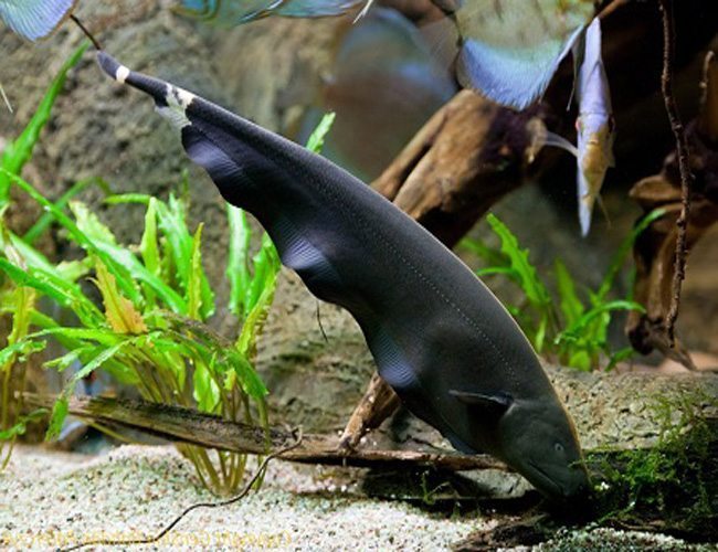Live Freshwater Aquarium Black Ghost Knifefish (Apteronotus albifrons)
