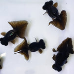 Live Fancy Goldfish Premium Select Black Butterfly Telescope Moore 3.00 inch (CGF)