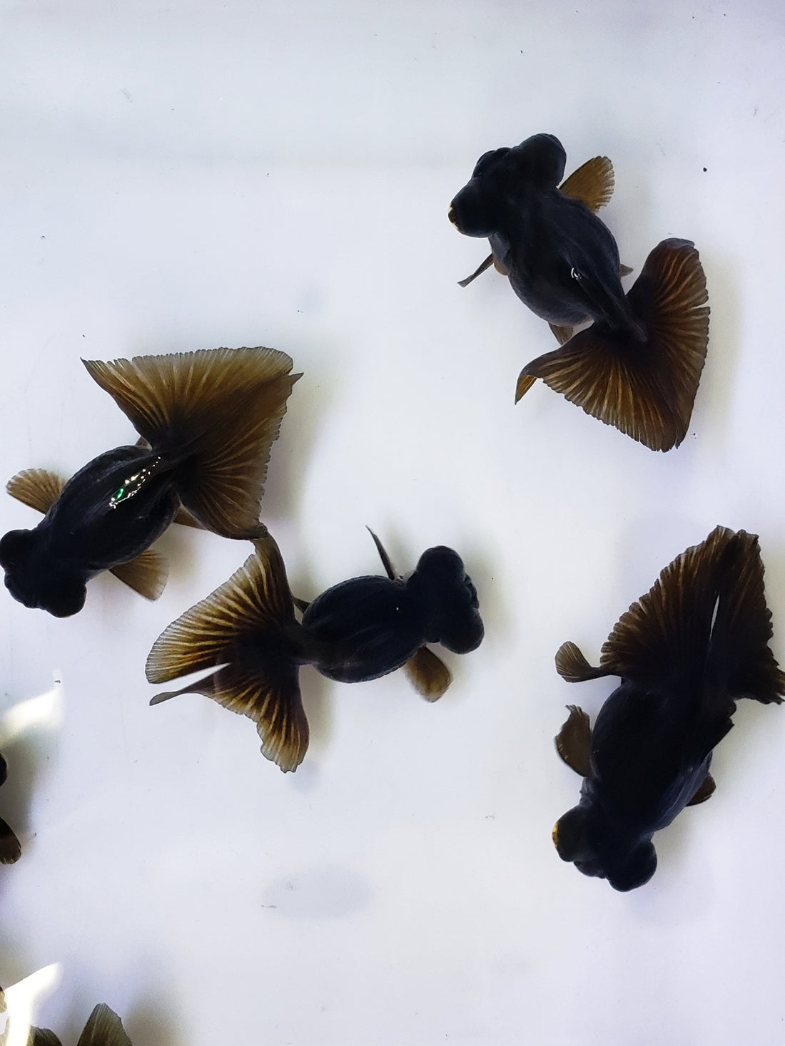 Live Fancy Goldfish Premium Select Black Butterfly Telescope Moore 3.00 inch (CGF)