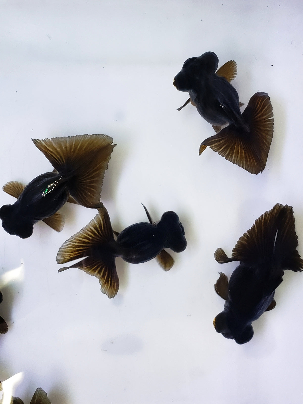 Live Fancy Goldfish Premium Select Black Butterfly Telescope Moore 3.00 inch (CGF)