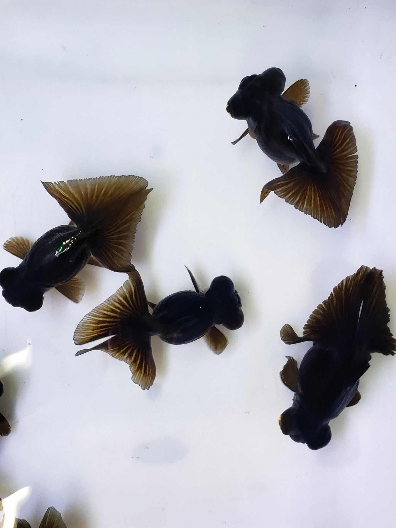 Baby & Juvenile Goldfish