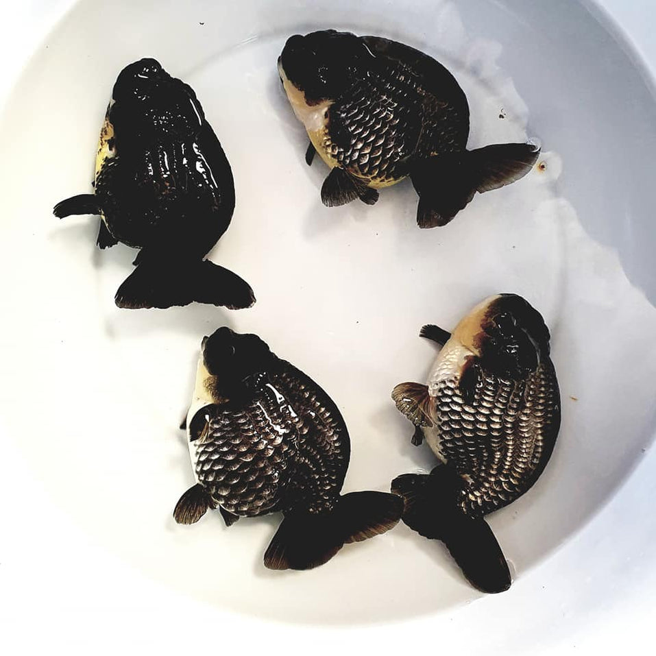 LIVE FANCY HIGH QUALITY LIONCHU RANCHU GOLDFISH — Coast Gem USA