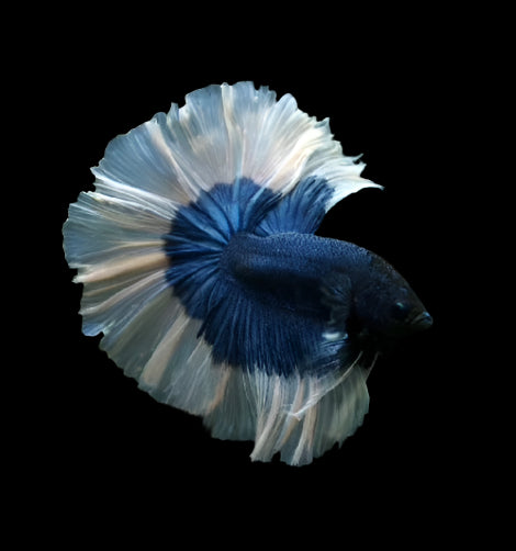 blue butterfly over halfmoon male betta