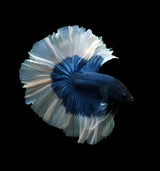 blue butterfly over halfmoon male betta