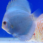 (DISCUS-06) Blue Diamond Discus