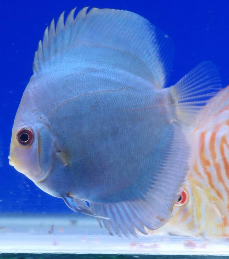 (DISCUS-06) Blue Diamond Discus