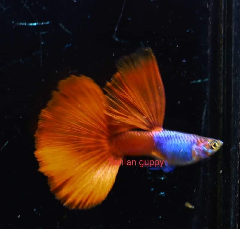  Blue Lazuri Red Tail High Dorsal Guppy
