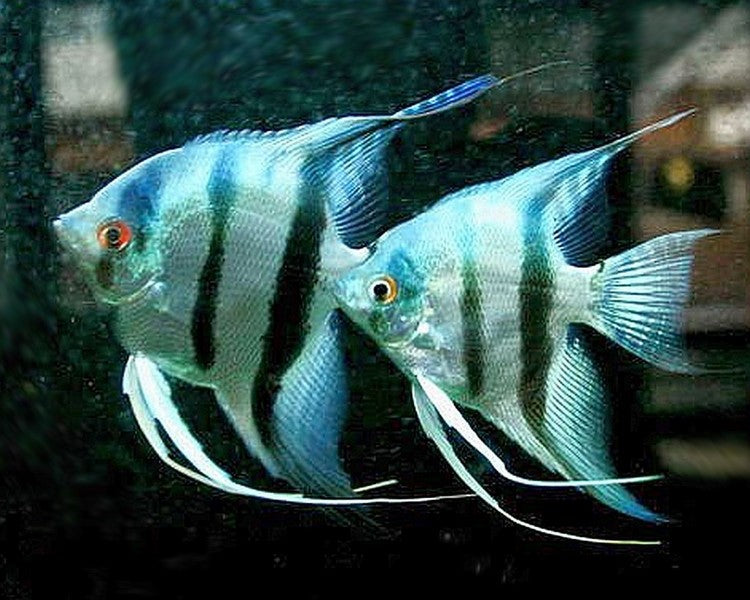 Live Freshwater Aquarium Peruvian Blue Zebra Angelfish (Pterophyllum scalare) MEDIUM