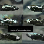 Live Betta Fish Super Black Mamba, Samurai Plakat Our Choice (CBG-028) R7B03