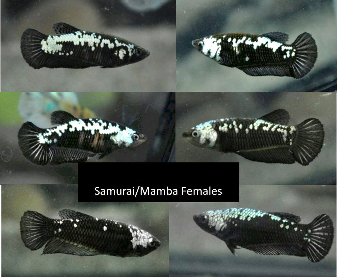 Live Betta Fish Super Black Mamba, Samurai Plakat Our Choice (CBG-028) R7B03