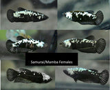 Live Betta Fish Super Black Mamba, Samurai Plakat Our Choice (CBG-028) R7B03