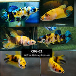 Betta Fish Yellow Koi Glalaxy Plakat Our Choice (CBG-021) R7A09