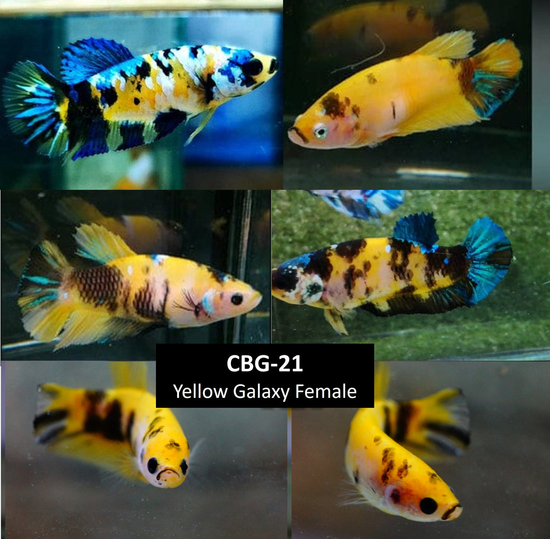 Betta Fish Yellow Koi Glalaxy Plakat Our Choice (CBG-021) R7A09