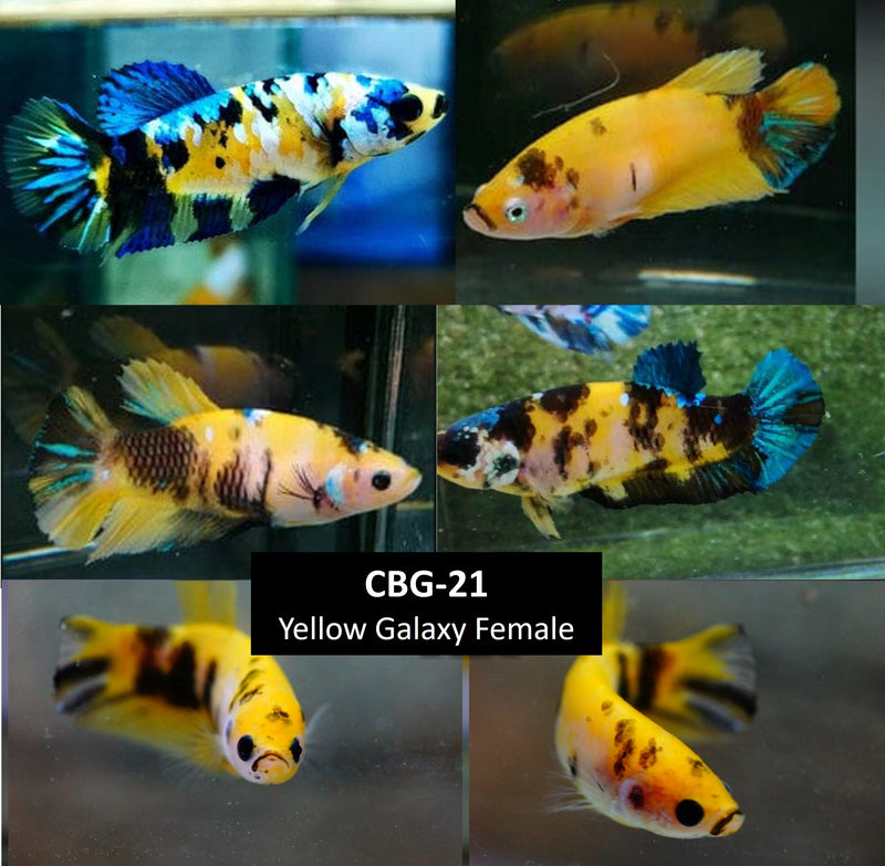 Betta Fish Yellow Koi Glalaxy Plakat | BUY 4 GET 1 FREE! (CBG-021) R7A09