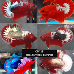Hellboy/Red Copper/Fancy Hellboy Male Plakat Betta Our Choice (CBM-1045)