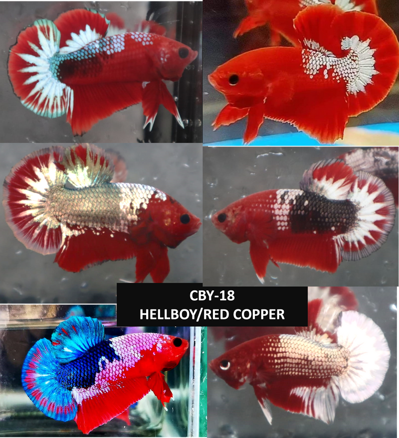 Hellboy/Red Copper/Fancy Hellboy Male Plakat Betta (CBM-1045) BUY 4 GET 1 FREE! MIX & MATCH